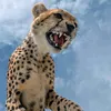 vgorodeeeaa