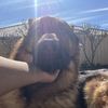 rocky_cutedog0