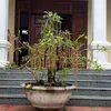 nguyen.du033