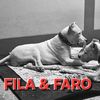dogo_argentino.thailand