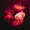 nicoletalefkipenia