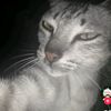 qila_dalilov2