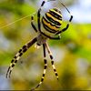 argiope.bruennich