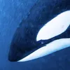 isuannajoaowfzfxbykl