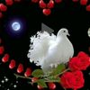 saleh.rashid351