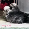 sea_otter777