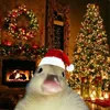 natall2025