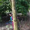 sintufahu