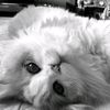 salma.ahmed8637