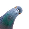 pigeon_artur