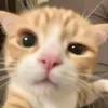 ms_bro