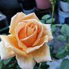 maritza.gmez023