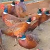 ngi.vit.nam3