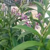 zuss.thanhkoan12342