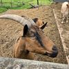 goatfather68