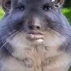 tarokung5