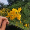 cy_lya86