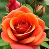 siham1437287845016