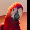alexandrineaviary