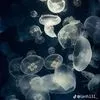 ng.quynh.anh73