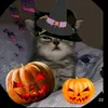 anne.maia66