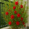 abid.kha31