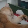 abihurayrat