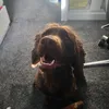 ya_nans_a_sausage
