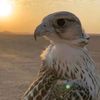 ll_abdo_ashraf_l