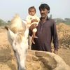 mansoor08419