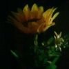md.baiyazd