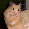 hamstergamethu2