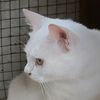 kucingputih567
