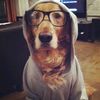smartdogdownload0