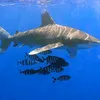 carcharhinus.longimanus