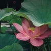 nhim_610