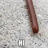 the_rolly_polly111