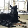 Mothersheila_DogTv