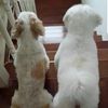 toto.indy._jane