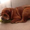 dragovgjxbh