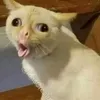 renzyzxyx