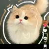 thy.qunh9024
