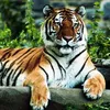 tiger_abhi_zandah__hai