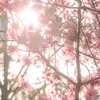 vero_mero1
