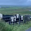 howyramary