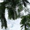 geni_026