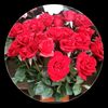 ammel_amel