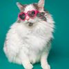 coolcat9011