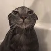 The world of kittens