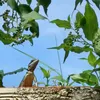 cariocanaterravermelha